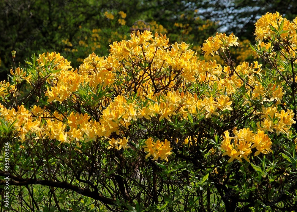 colorful flowers of azalea bush at spring colorful flowers of azalea bush at spring