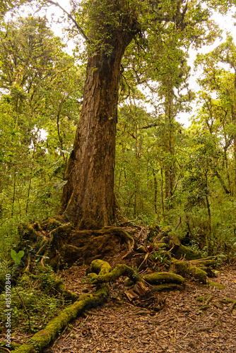 cloud forest landscape in the Barva section of the Braulio Carillo national park in Costa Rica photo