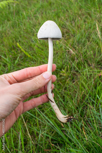 Panaeolus antillarum mushroom growing on dung - Sao Francisco de Paula, South of Brazil photo