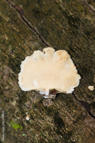 Trametes versicolor (Turkey tail) hymenophore with pores, wild mushroom in Sao Francisco de Paula, Brazil photo