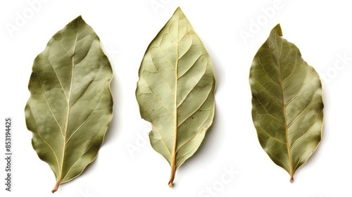Isolated aromatic bay leaves on white background cutout photo