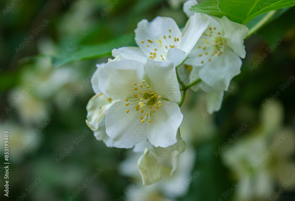 Closeup Blooming Jasmine shrub. Blossoming Jasmine flowers in spring garden. Beauty in nature. Closeup photo of jasmine flowers in garden with copy space. Closeup Blooming Jasmine shrub. Blossoming Jasmine flowers in spring garden. Beauty in nature. Closeup photo of jasmine flowers in garden with copy space.