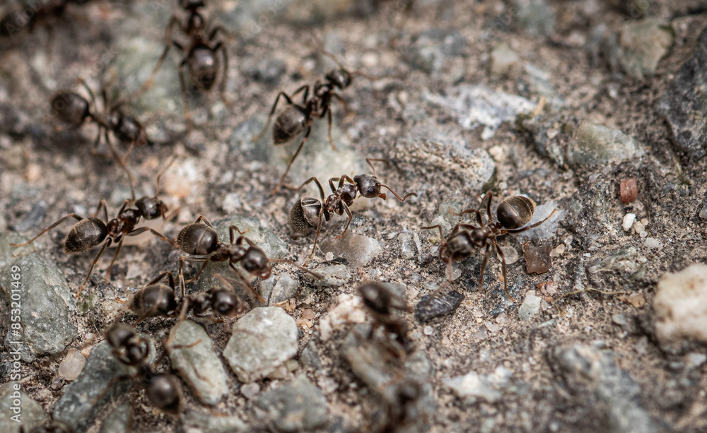 ants on the ground ants on the ground