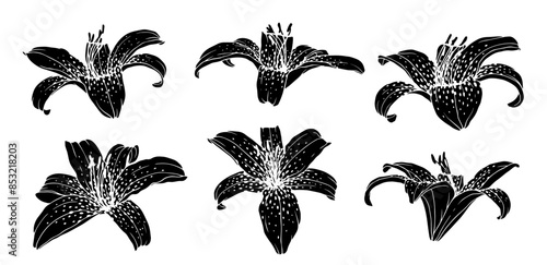 Collection of silhouettes and stamps of lily flowers. Vector graphics.