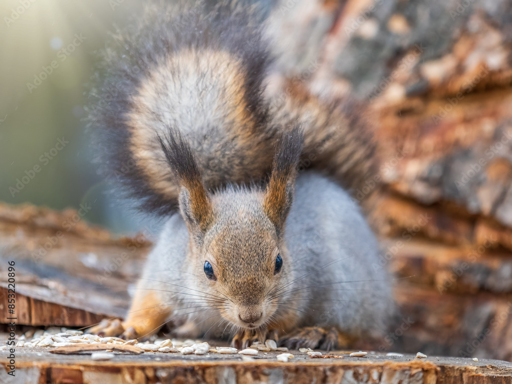Fototapeta premium A squirrel sits on a stump and eats nuts in autumn.