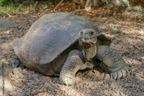 Galapagos giant tortoise, ecuador