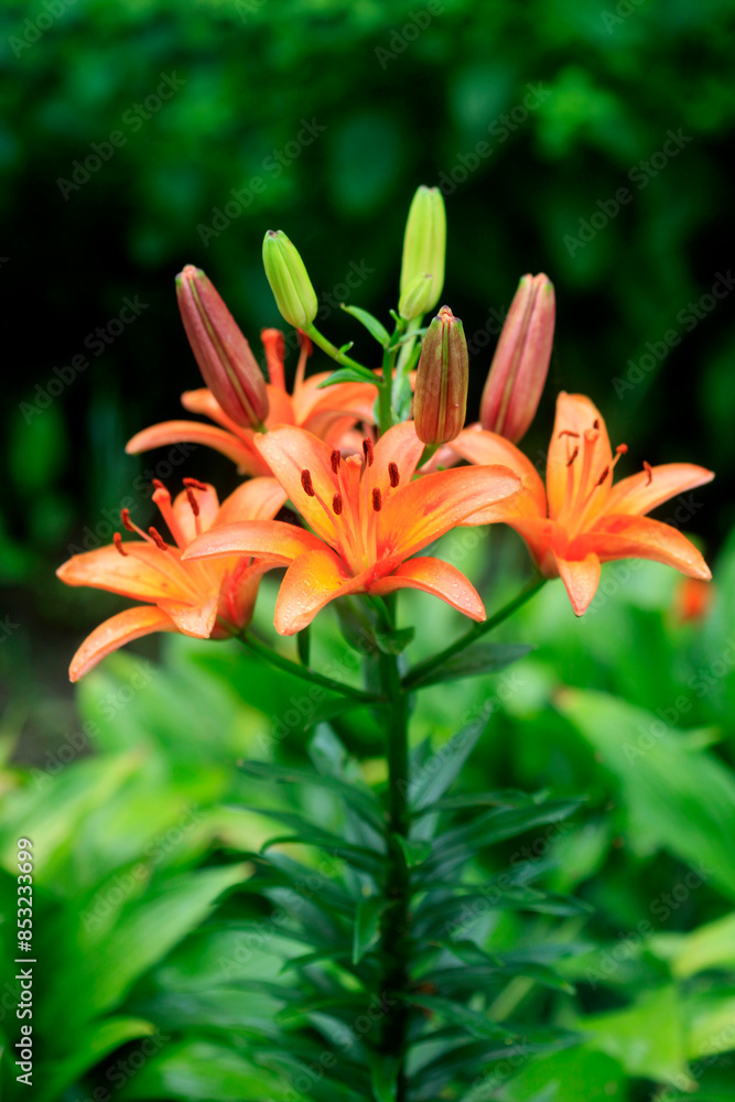 Colorful summer flowers in the garden Colorful summer flowers in the garden