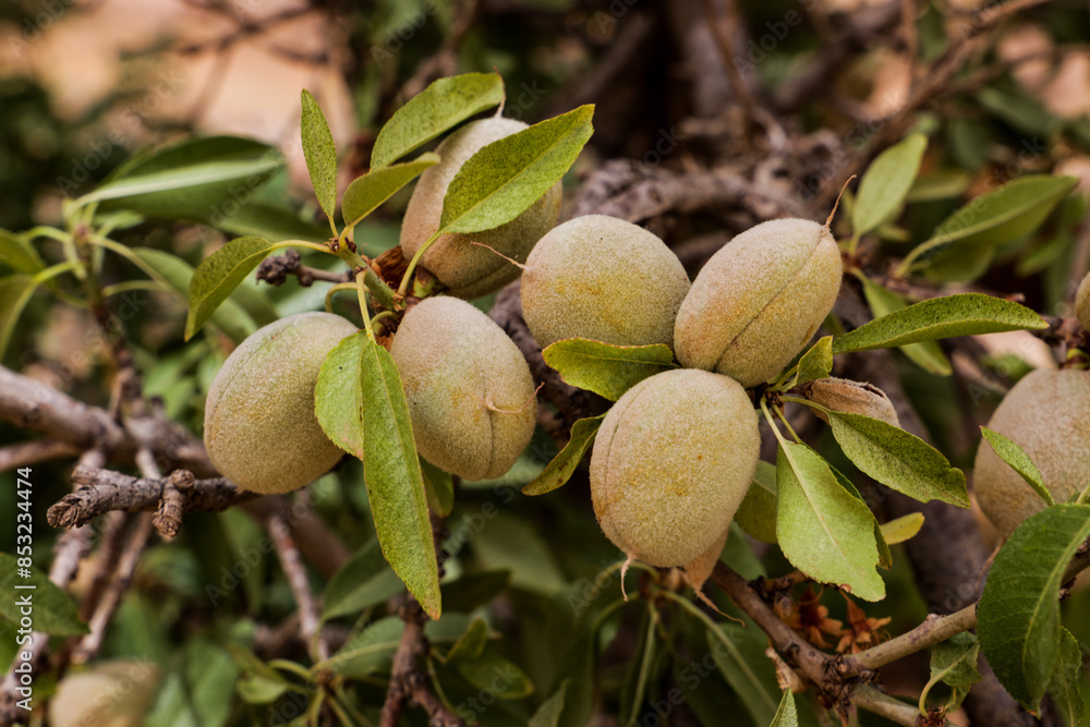 almond nuts on tree almond nuts on tree