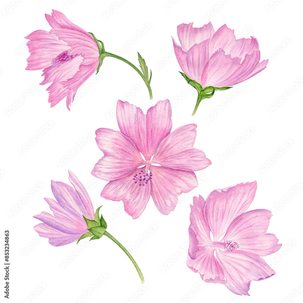 Watercolour painting pink flower illustration. Pink flower in watercolour hand drawn technique use as print, postcard, invitation, element design, label, stickers, illustration. Botanical illustration Watercolour painting pink flower illustration. Pink flower in watercolour hand drawn technique use as print, postcard, invitation, element design, label, stickers, illustration. Botanical illustration