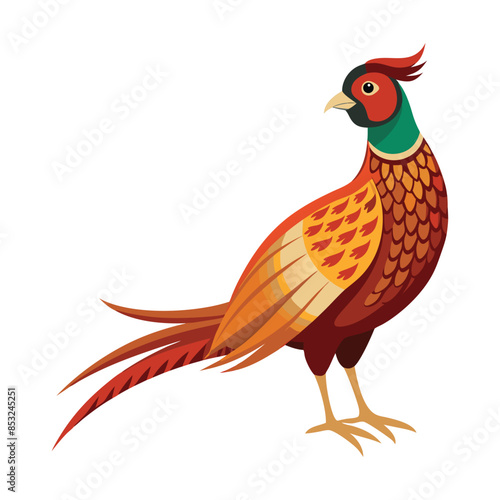 pheasant isolated on white background