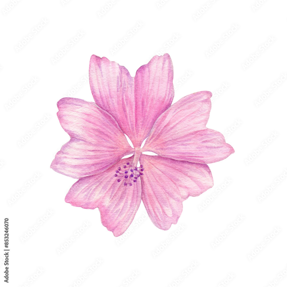 Obraz premium Watercolour painting pink flower illustration. Pink flower in watercolour hand drawn technique use as print, postcard, invitation, element design, label, stickers, illustration. Botanical illustration