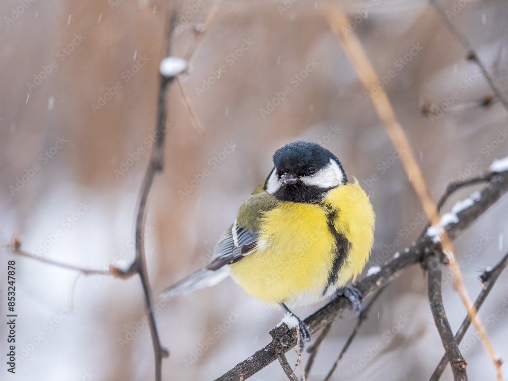 Cute bird Great tit, songbird sitting on the fir branch with snow in winter Cute bird Great tit, songbird sitting on the fir branch with snow in winter