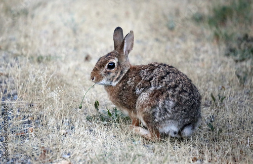 Cottontail rabbit eating a dandelion