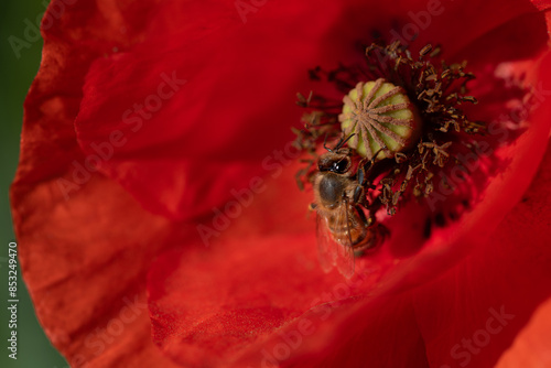 Close-up of a red blooming wild poppy flower. In the center, a honeybee searches for pollen on the pistil. It is summer