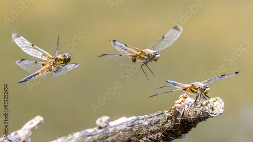 Sequence of a Fours spotted chaser dragonfly landing on a branch. photo