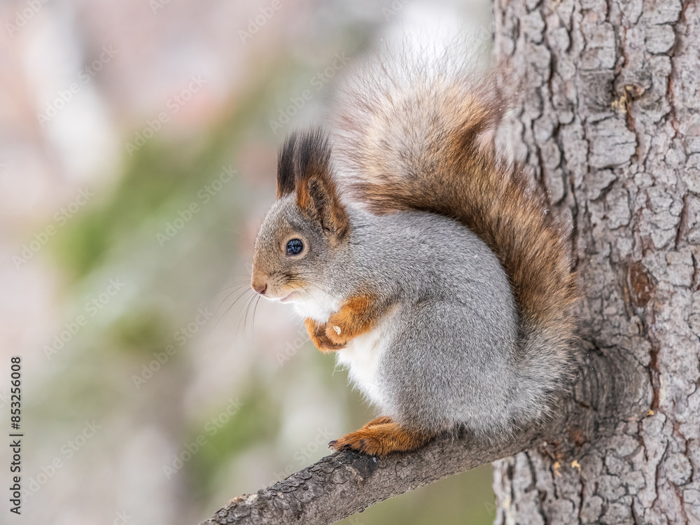 The squirrel with nut sits on tree in the winter or late autumn The squirrel with nut sits on tree in the winter or late autumn