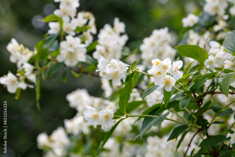 Chubushnik ( lat. Philadelphus ) is a genus of shrubs from the Hydrangeaceae family Chubushnik ( lat. Philadelphus ) is a genus of shrubs from the Hydrangeaceae family