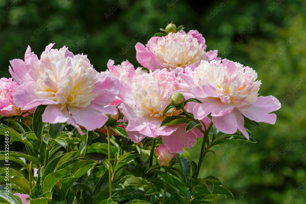 Paeonia Raspberry Sundae in bloom in spring garden Paeonia Raspberry Sundae in bloom in spring garden