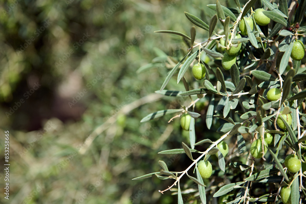Close-up of green olives growing on an olive tree branch Close-up of green olives growing on an olive tree branch