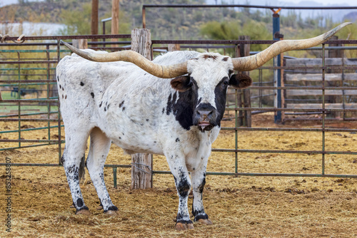 Longhorn bull on a ranch in Arizona, USA.