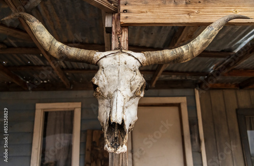 Cow skull hanging in a simulated old west town in Arizona, USA.