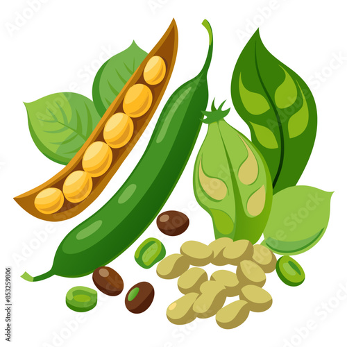 Flat vector image of various green beans and dried beans, shown whole and in pods, on a white background.