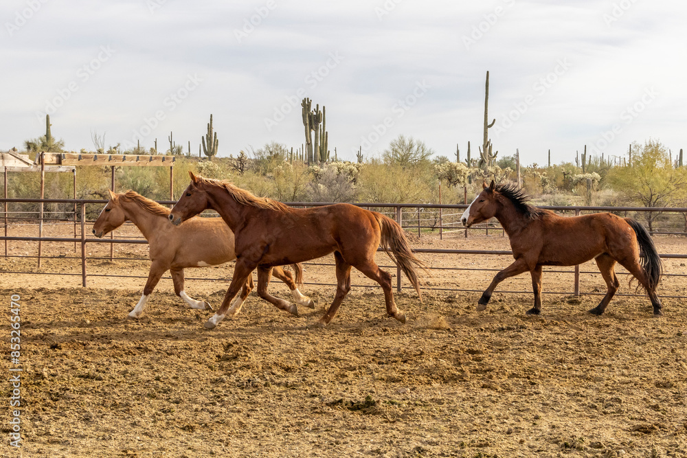 Obraz premium Horses in a corral on a ranch in Arizona.