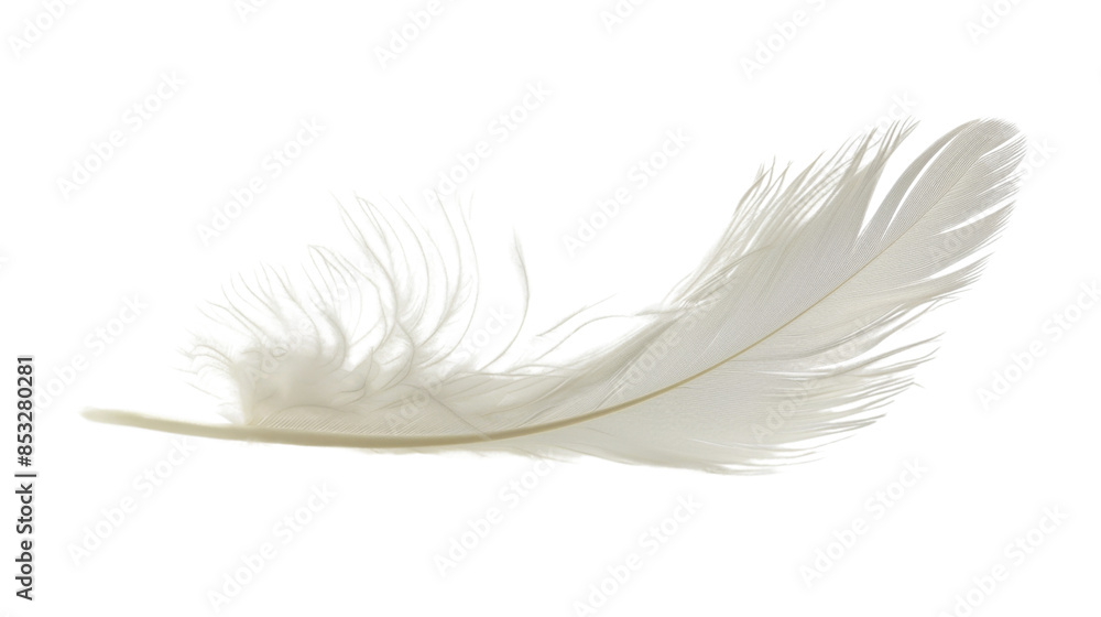 Fototapeta premium White feather on white background 