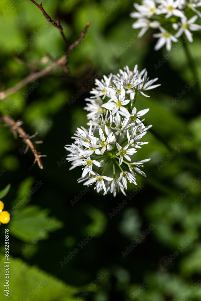 pianta con tanti piccoli fiori bianchi in primo piano, vegetazione verde sfuocata sullo sfondo pianta con tanti piccoli fiori bianchi in primo piano, vegetazione verde sfuocata sullo sfondo