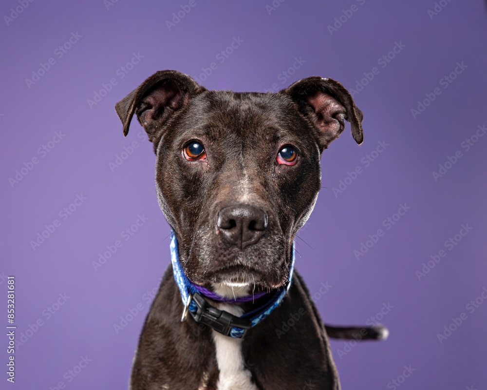 Obraz premium cute dog on an isolated background in a studio shot