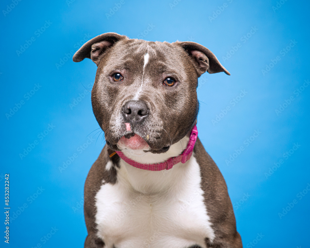 cute dog on an isolated background in a studio shot cute dog on an isolated background in a studio shot