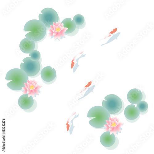 睡蓮の池で泳ぐ錦鯉のイラスト