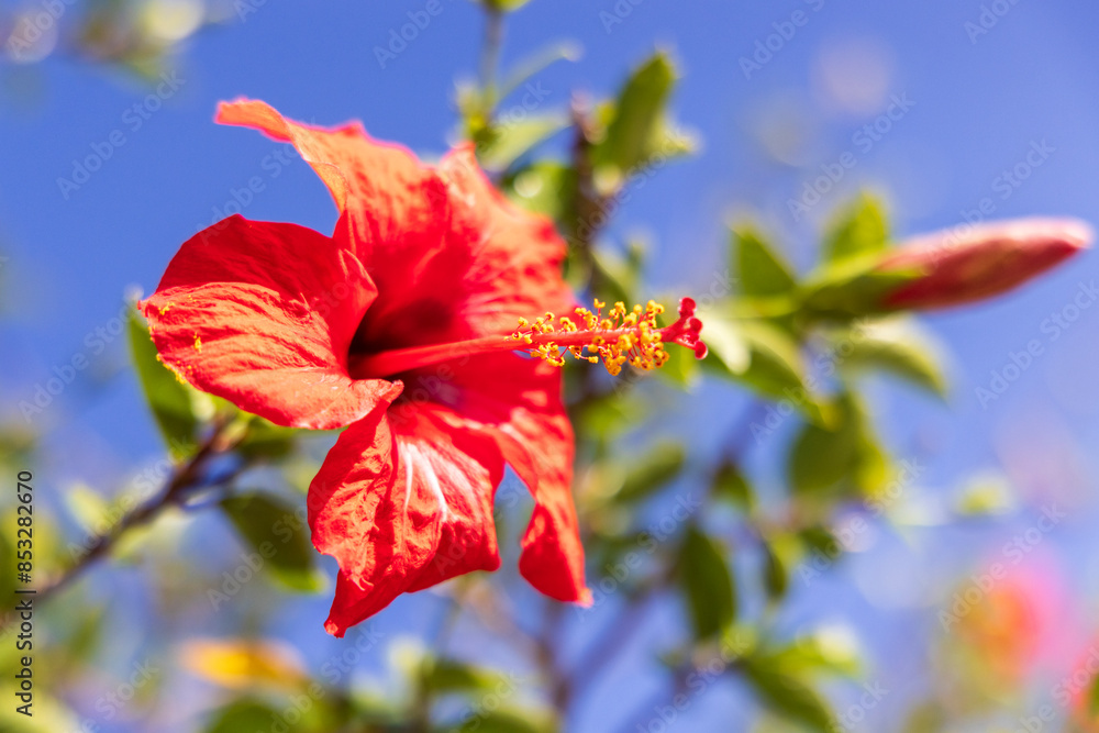 Red Hibiscus flower, in the mallow family, Malvaceae. Europe, Greece, Crete, Chania. Aptera. Red Hibiscus flower, in the mallow family, Malvaceae. Europe, Greece, Crete, Chania. Aptera.