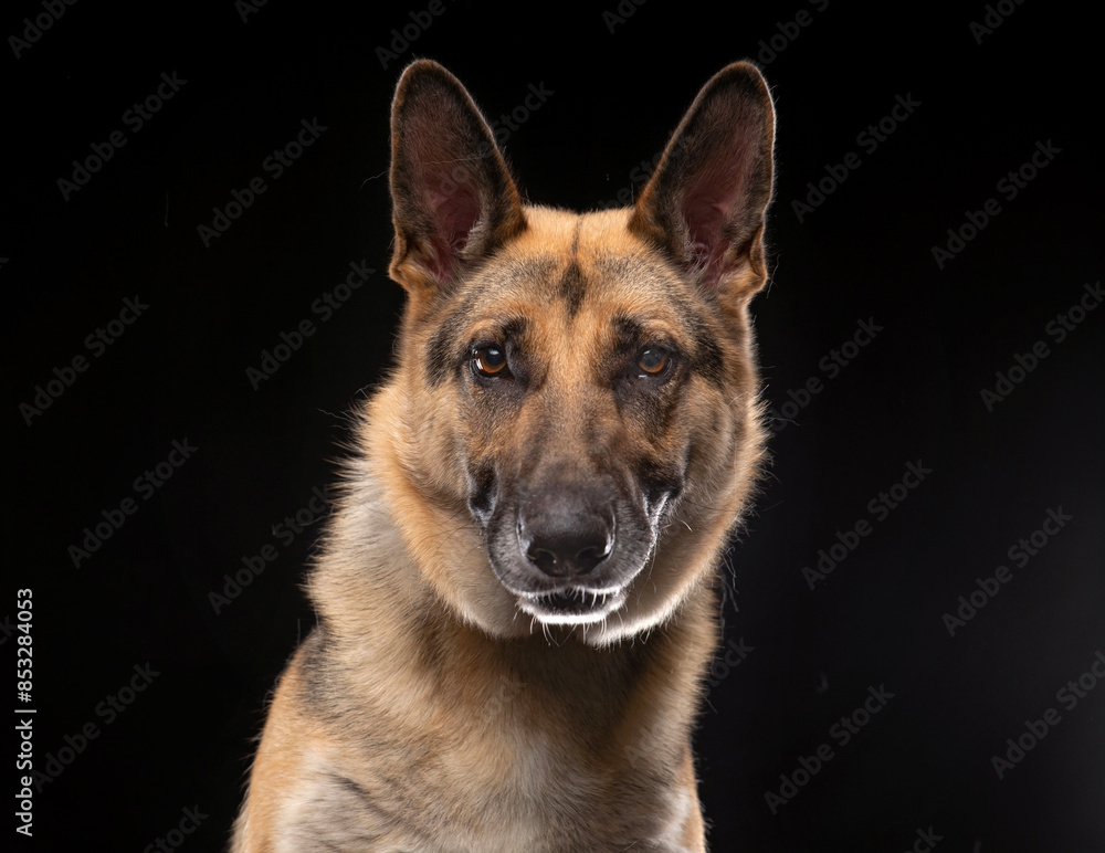 cute dog on an isolated background in a studio shot cute dog on an isolated background in a studio shot