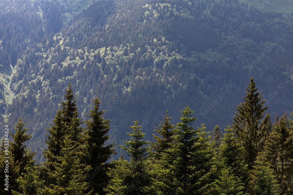 immensa foresta lontana lungo i pendii di una montagna vista alla luce del giorno, in estate da dietro alcuni alberi di un bosco immensa foresta lontana lungo i pendii di una montagna vista alla luce del giorno, in estate da dietro alcuni alberi di un bosco