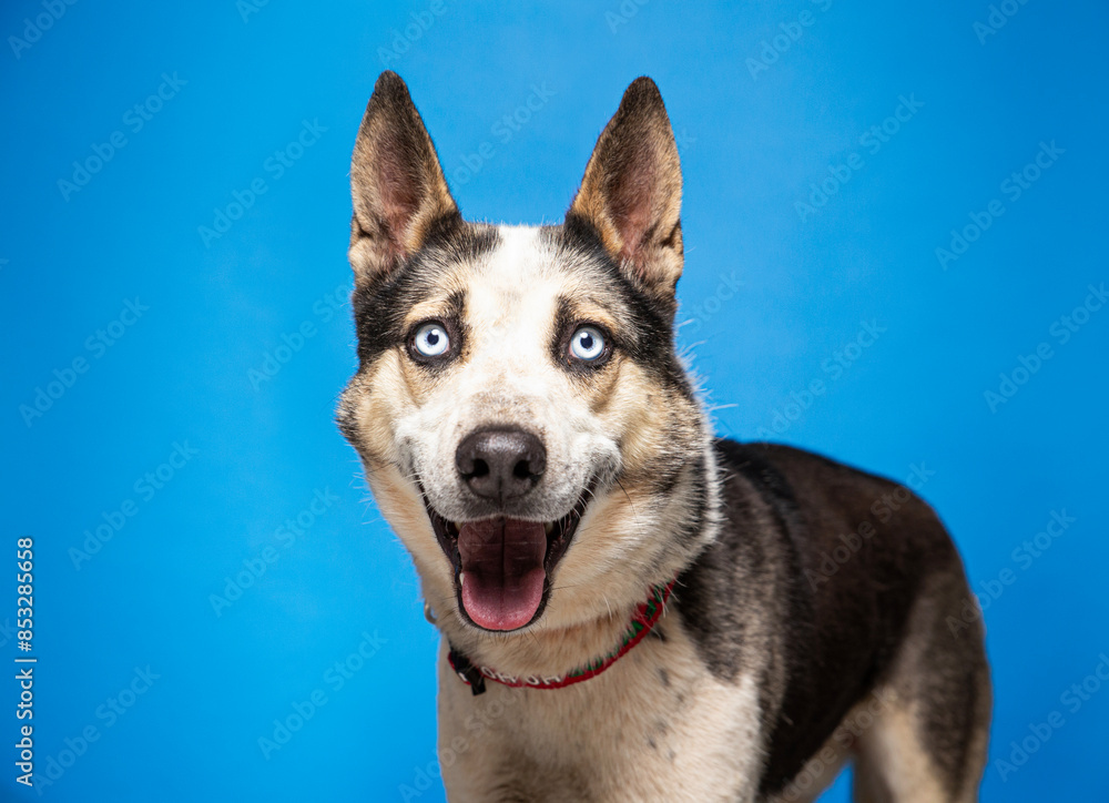 Fototapeta premium cute dog on an isolated background in a studio shot