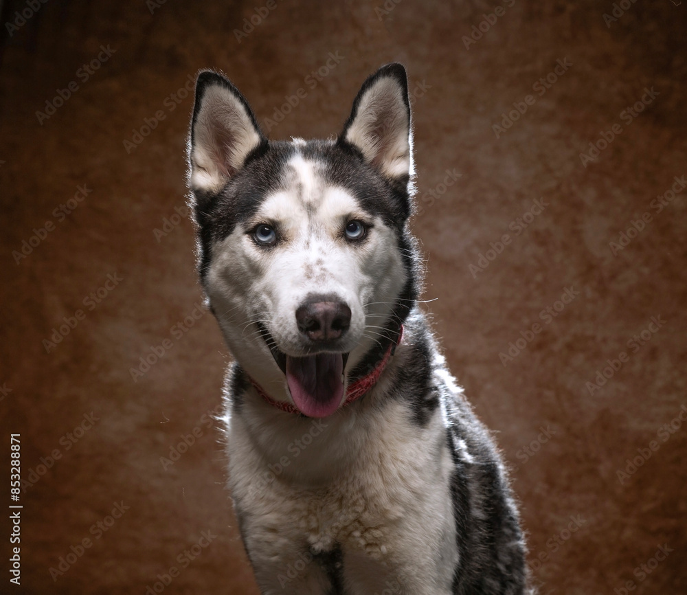 cute dog on an isolated background in a studio shot cute dog on an isolated background in a studio shot