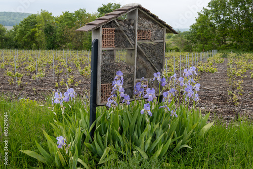 Handmade wooden insect hotel on spring vineyards in Champagne region near Epernay and blossom of purple irises photo