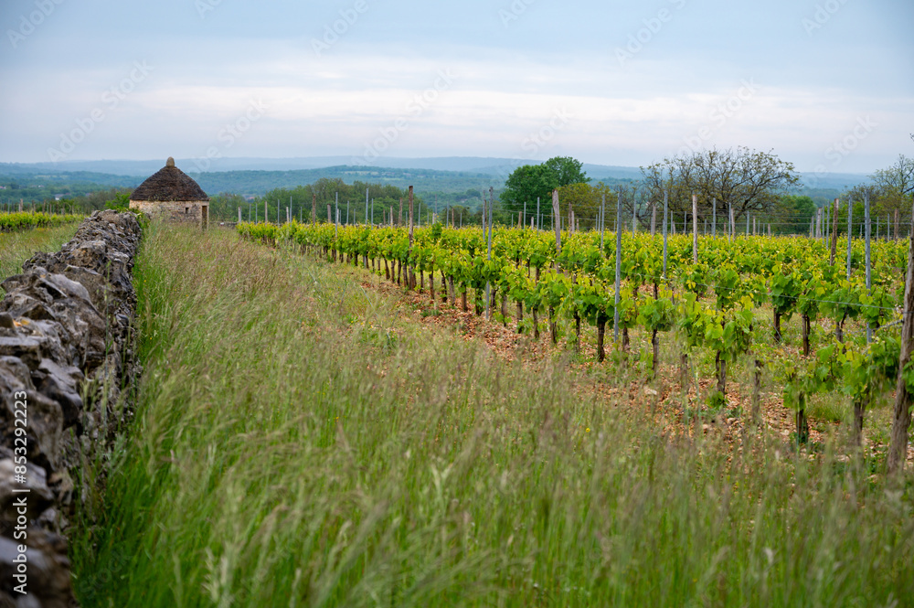 Obraz premium Vineyards near Rocamadour touristic city, making of red dry Amadour wine consists of Merlot and Malbec grape varieties, Dordogne, France