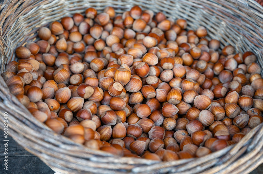 Wicker basket with collected hazelnuts, cultivation of AOP walnuts in Perigord, Dordogne, France Wicker basket with collected hazelnuts, cultivation of AOP walnuts in Perigord, Dordogne, France