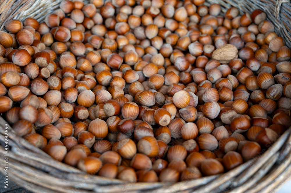 Wicker basket with collected hazelnuts, cultivation of AOP walnuts in Perigord, Dordogne, France Wicker basket with collected hazelnuts, cultivation of AOP walnuts in Perigord, Dordogne, France