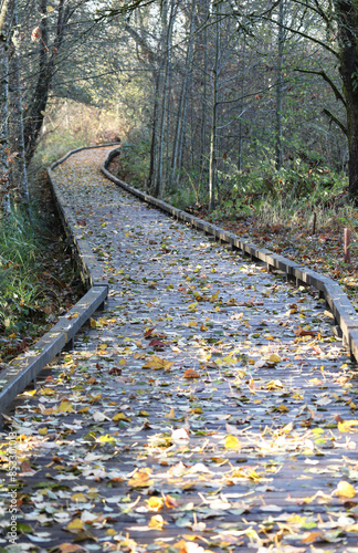 Boardwalk in the autumn running through the forest