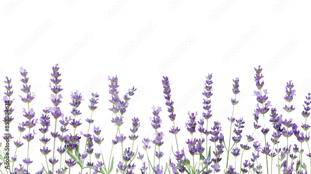 Naklejka premium Lavander on white backgroud