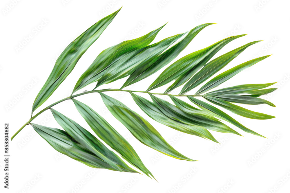 Green leaves of palm tree isolated on white background with cut path Green leaves of palm tree isolated on white background with cut path