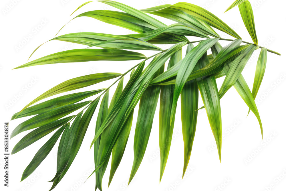 Green leaves of palm tree isolated on white background with cut path Green leaves of palm tree isolated on white background with cut path