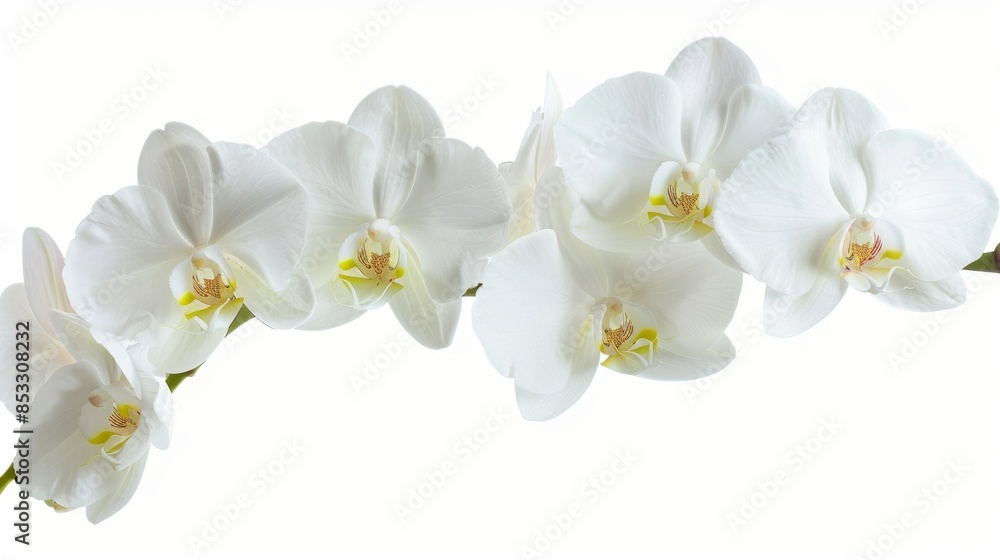 Flowers orchid branch floral isolated on white wallpaper background Flowers orchid branch floral isolated on white wallpaper background