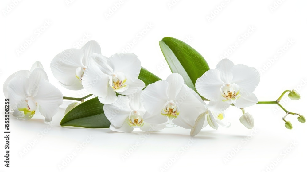 Obraz premium Flowers orchid branch floral isolated on white wallpaper background