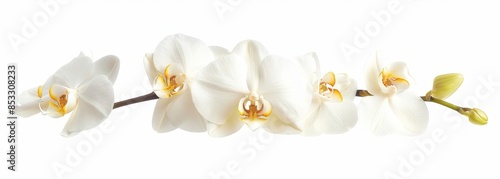 Wallpaper Mural Flowers orchid branch floral isolated on white wallpaper background Torontodigital.ca