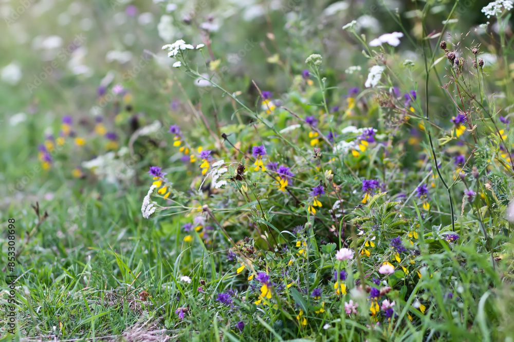 Wildflowers and plants on summer field. Wildflowers and plants on summer field.