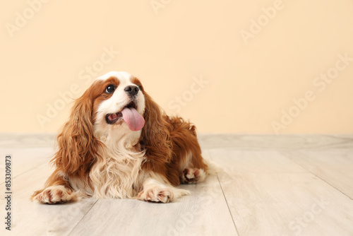 Fotografie Adorable cavalier King Charles spaniel near beige wall at home